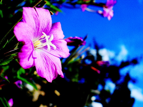 Flower and the sky