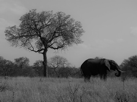 Olifant onder een boom