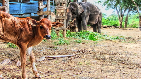 Thai culture