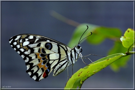 vlinders in thailand