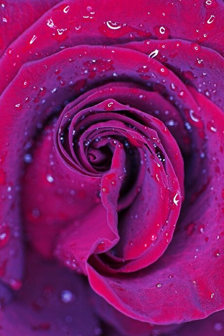 Rainy Rose