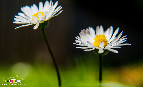 Margrietje