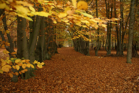 Herfst in de bossen rond Huijbergen