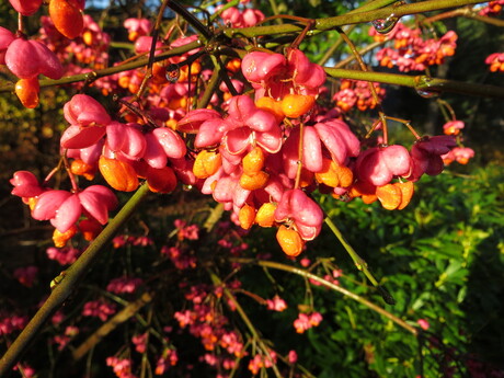 Kleurrijke bessen