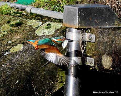 IJsvogel