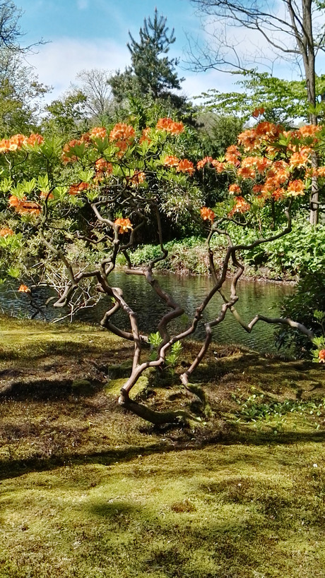 Japanse Tuin