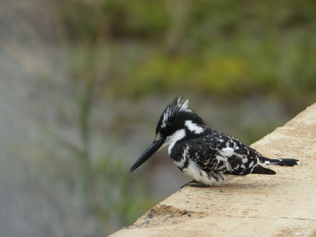 Ijsvogel speurt naar vis