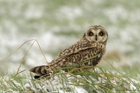 Velduil in de sneeuw