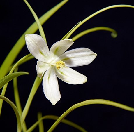 Fritillaria meleagris