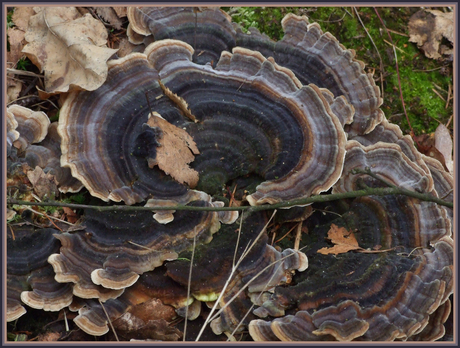 Het Elfenbankje (Trametes versicolor syn. Coriolus versicolor en Polyporus versicolor)