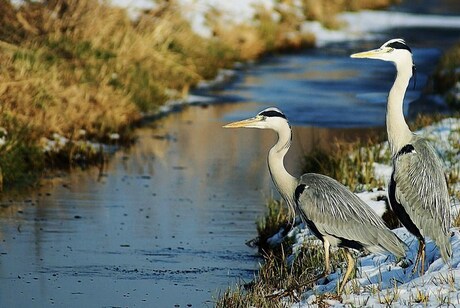 Birds