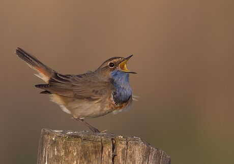 Blauwborst