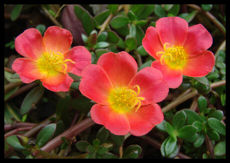 Bloemen op vetplant