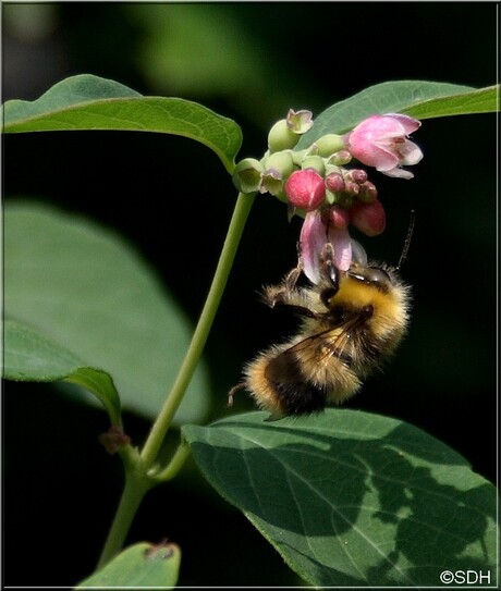 Hommel