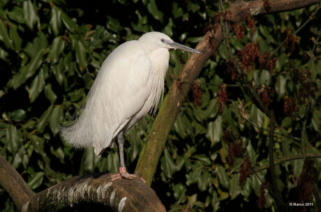 Kleine Zilverreiger