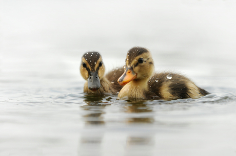 Duckies