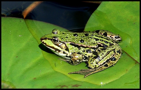 Groene Kikker