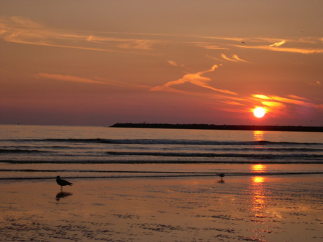 Strandwandelaars