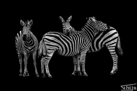 Zwart/Wit foto zebra's in het Kruger Park