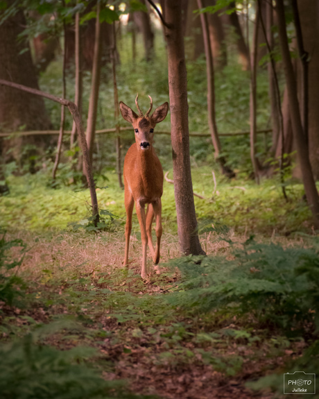 Hertje op een vroege ochtendwandeling