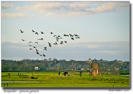 Eempolder Grauwe-ganzen