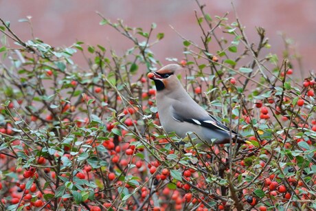 pestvogel