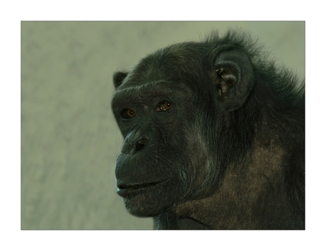 The chimp...