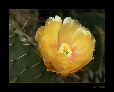 Cactusbloem