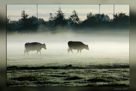 Koeien in de mist