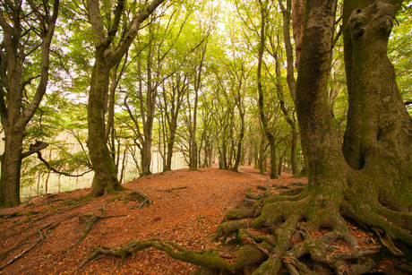 Bomen...