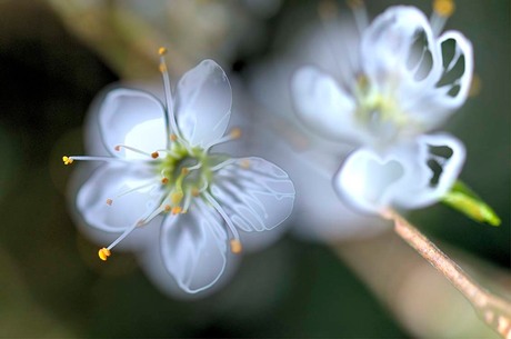 Lindera Obtusiloba