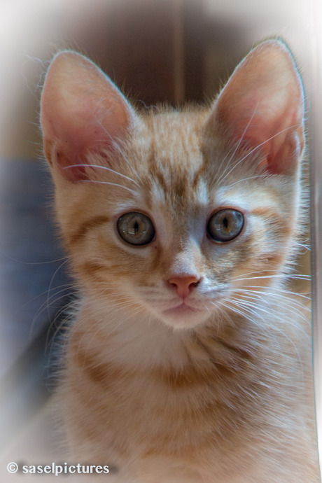 Kitten Dikke Portrait