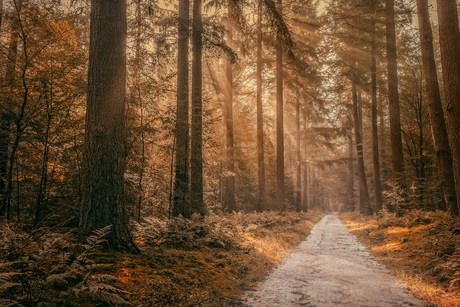 Herst in het bos