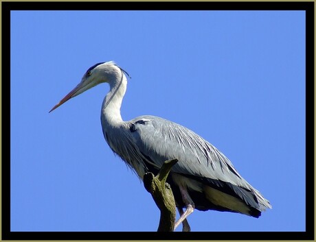 hoog in de boom