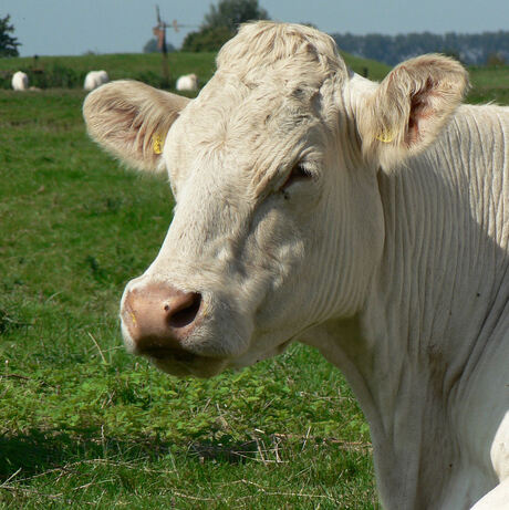 Portret van een witte koe