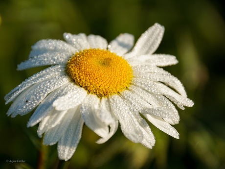 Bloem met dauwdruppels