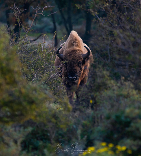 Wisent