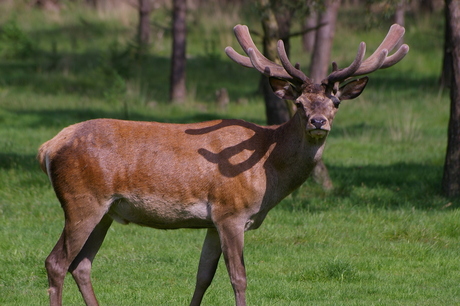 Schoonheid op de Hoge Veluwe.