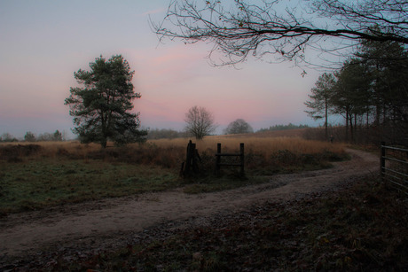 Running in het bos