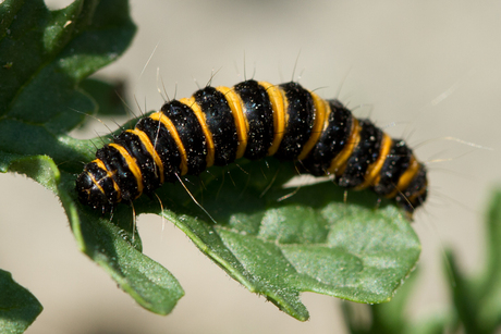 Rups St.Jacobs vlinder