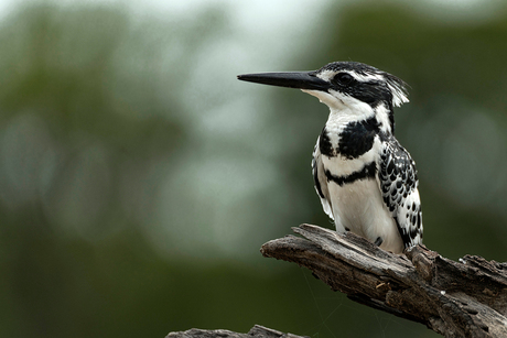 Pied Kingfisher