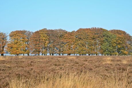 Veluwe herfst