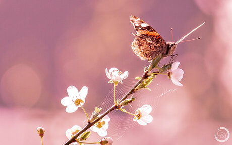 Lente-Bloesem-Vlinder