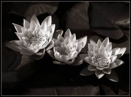 Waterlilies