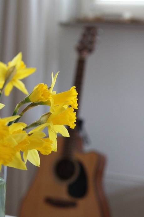 Bokeh, narcis en gitaar