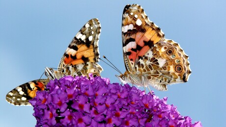 twee vlinders op bloem