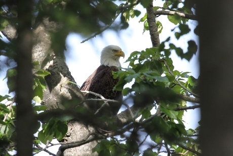 Bald Eagle