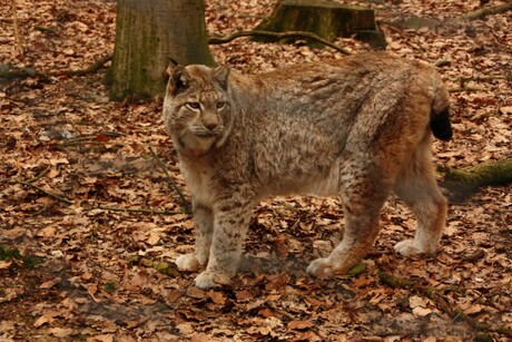 Europese lynx