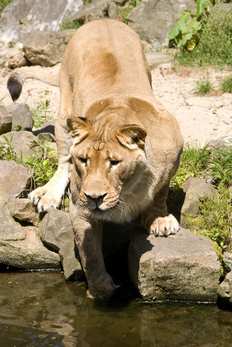 leeuwin Ouwehands dierenpark
