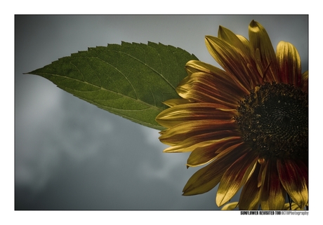 Sunflower revisited too